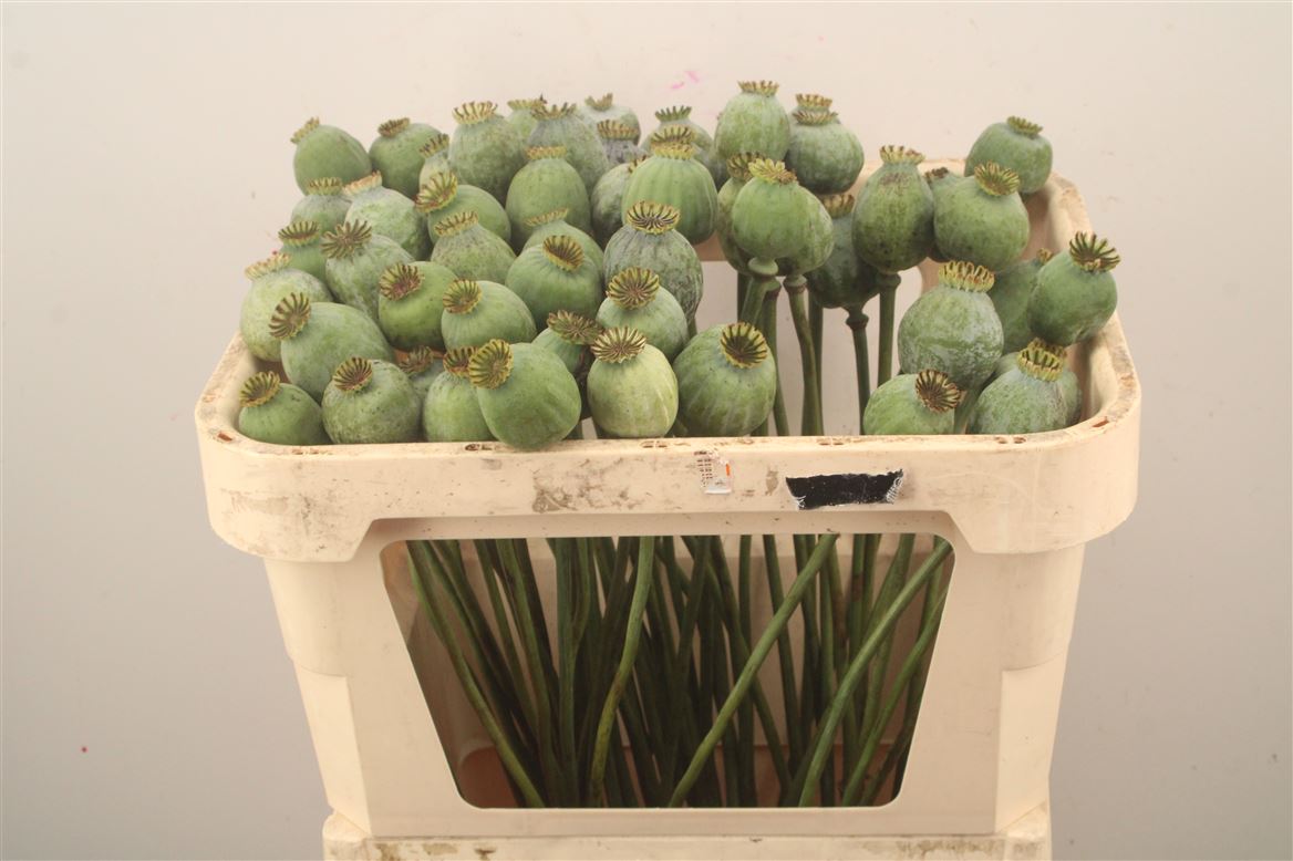 Papaver Somniferum Seedbox 65cm