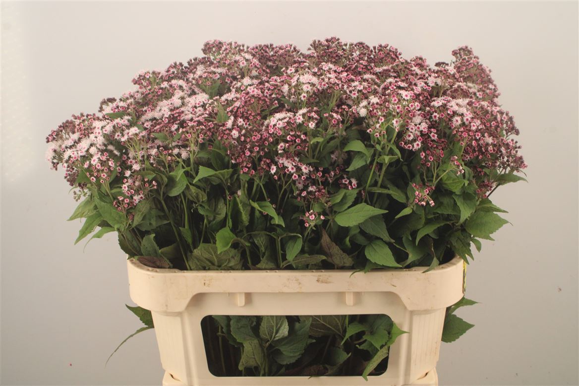 Eupatorium Rugosum Lucky Pink 80cm