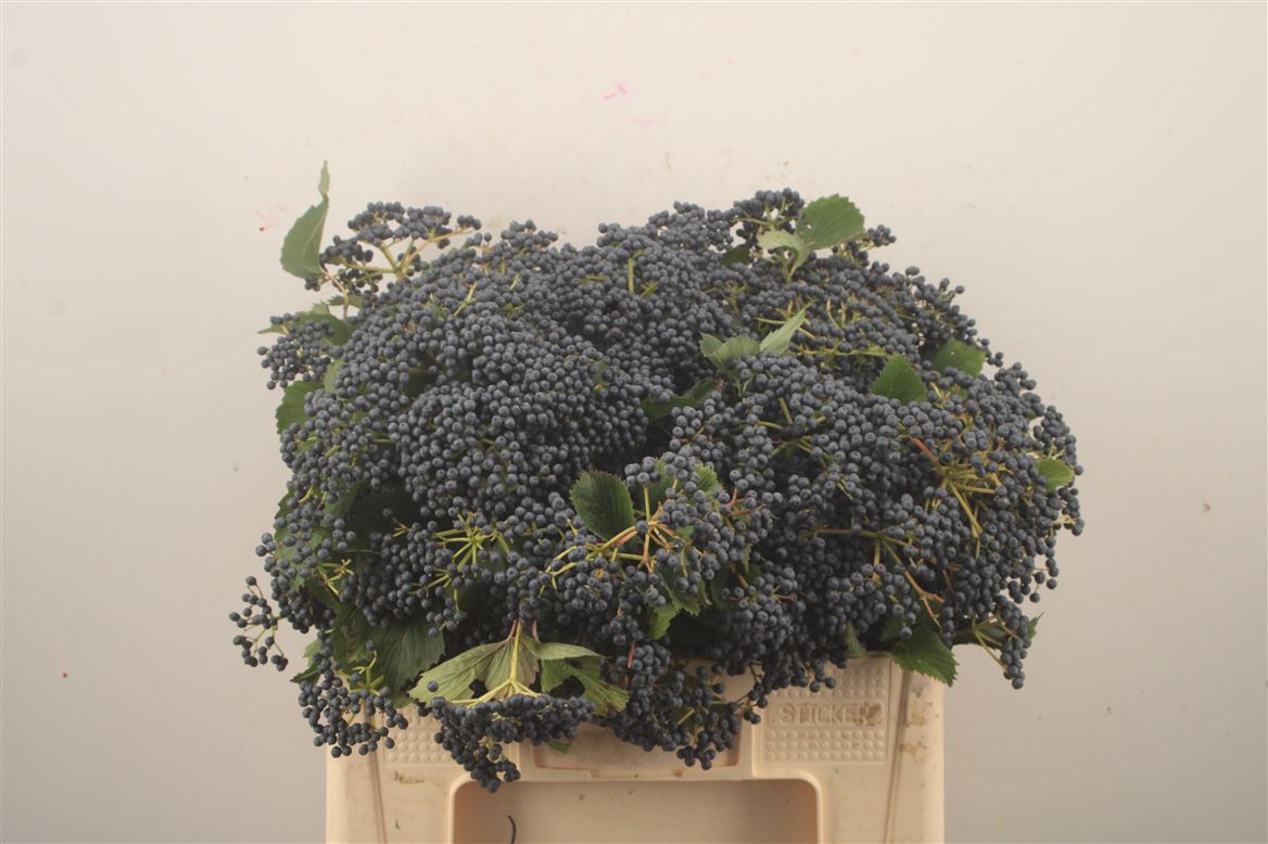 Viburnum Dark Blue Hermania 60cm 3-hd