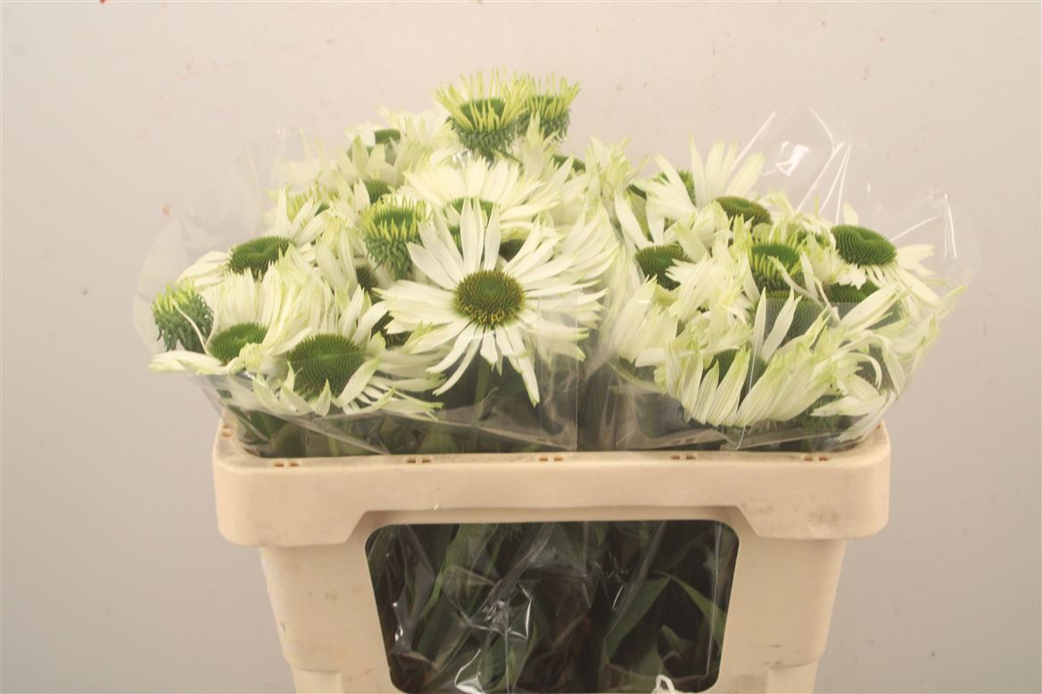 Echinacea Virgin 50cm