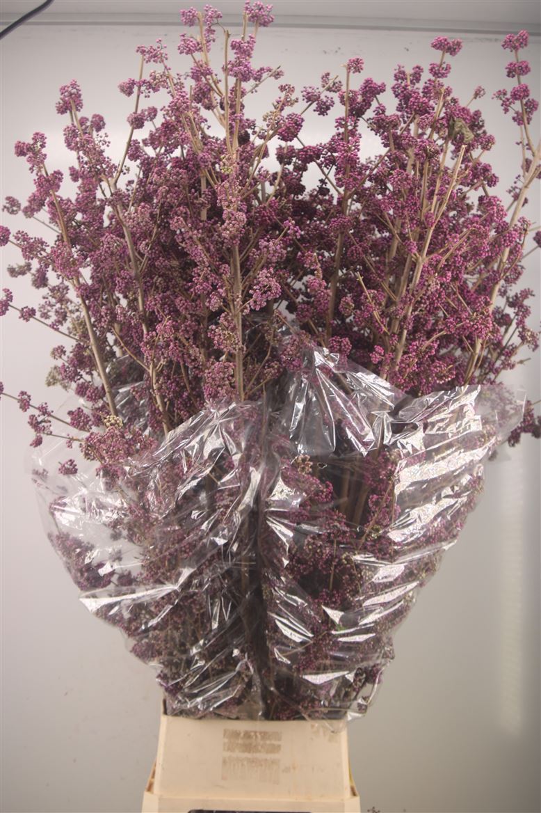 Callicarpa Bod Giraldi(imp) 160cm