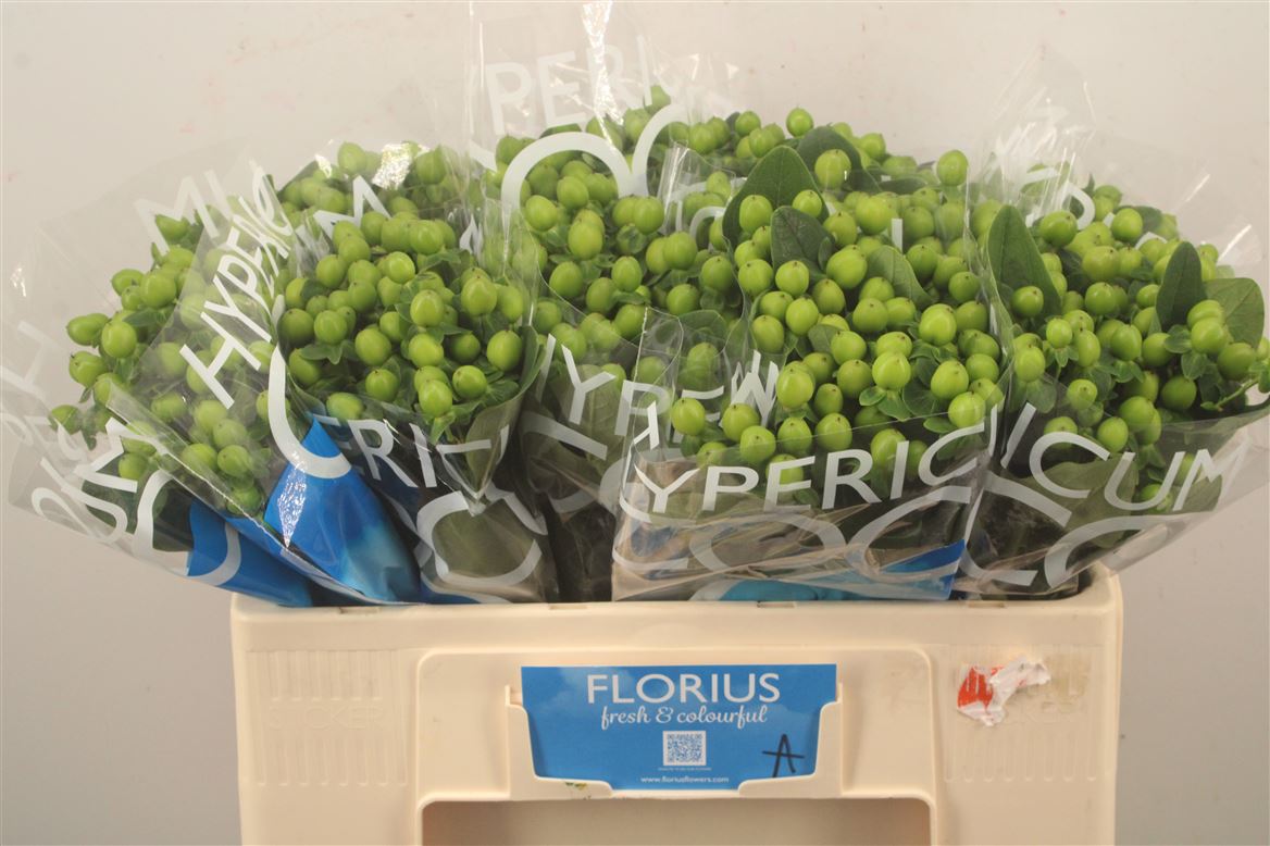 Hypericum Coco Bamboo 50cm
