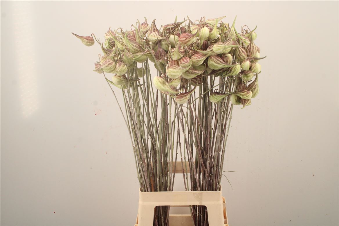 Asclepias Syriaca 80cm