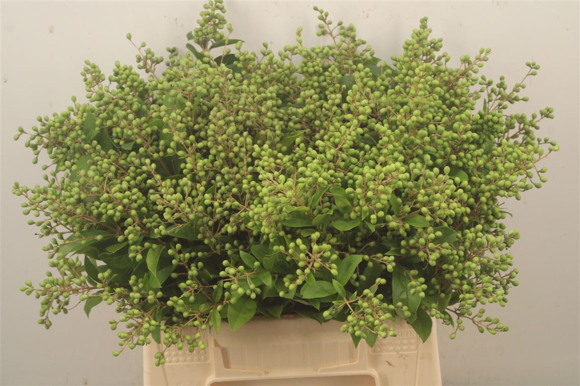 Ligustrum Ovalifolium Libelle 40cm