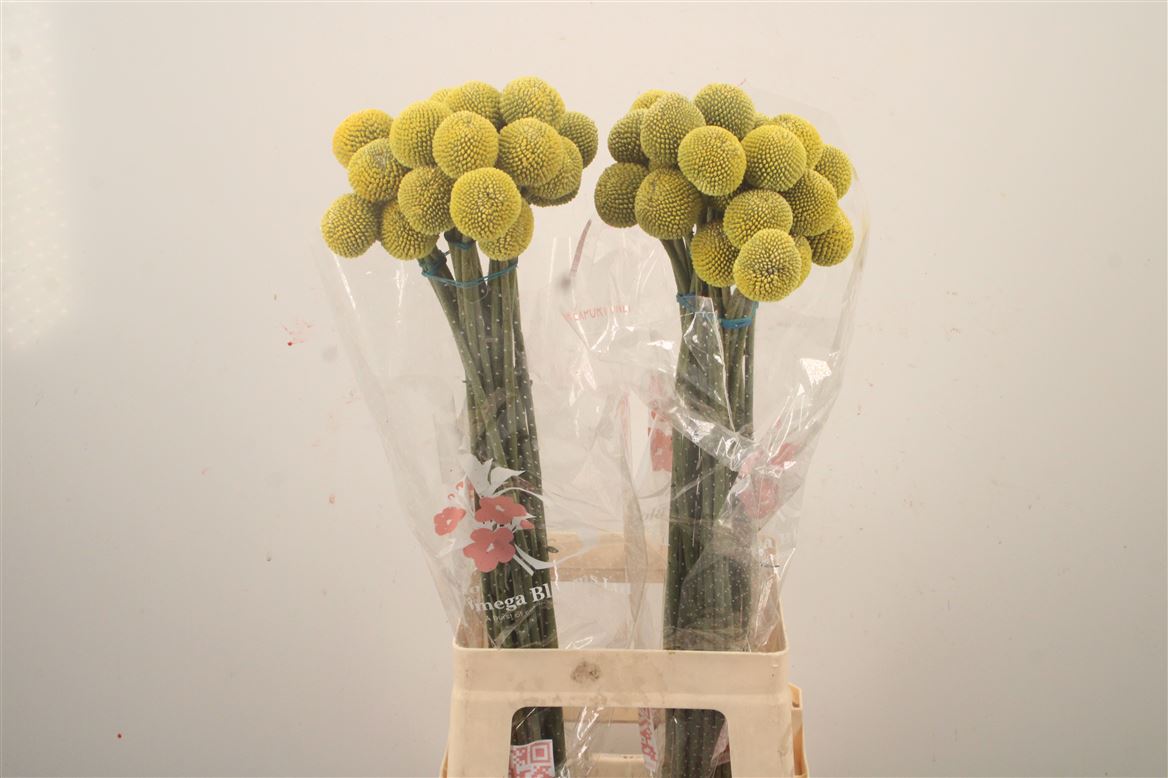Craspedia Globosa Paintball Popup 70cm