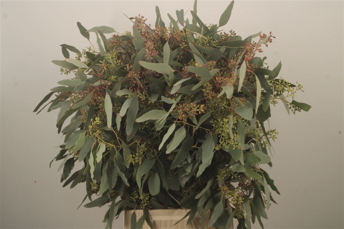 Eucalyptus Populus With Berry Per Bunch 70cm 200gr.