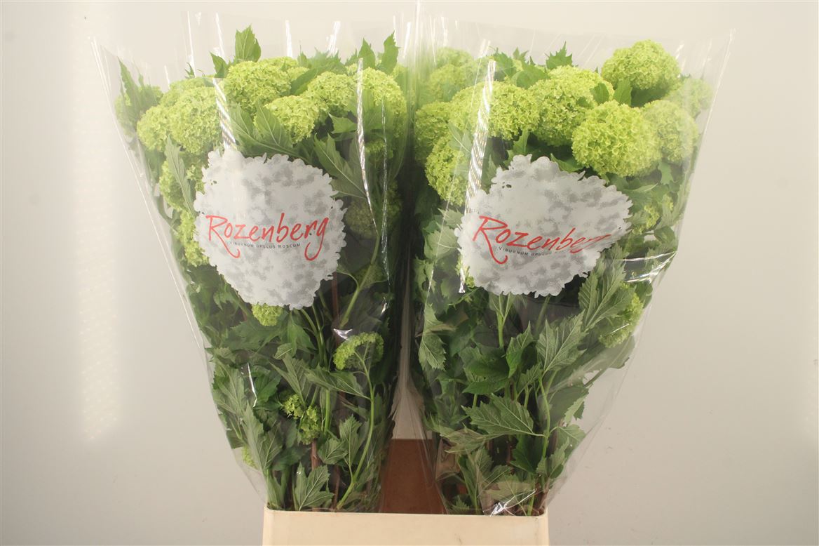 Viburnum Opulus Roseum 100cm 4-hd
