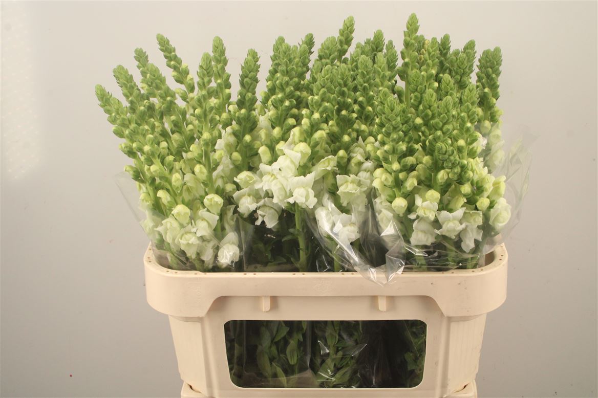 Antirrhinum Opus Fresh White 75cm