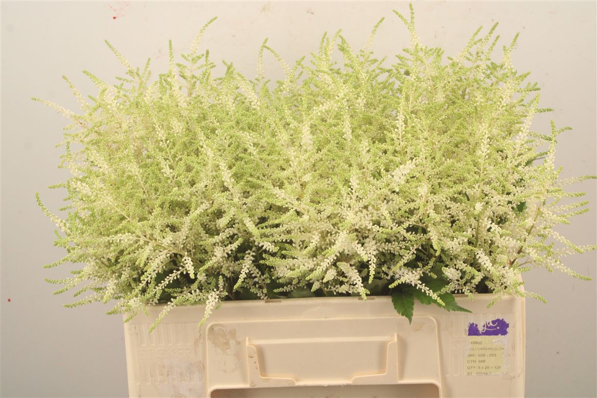Astilbe Washington 55cm