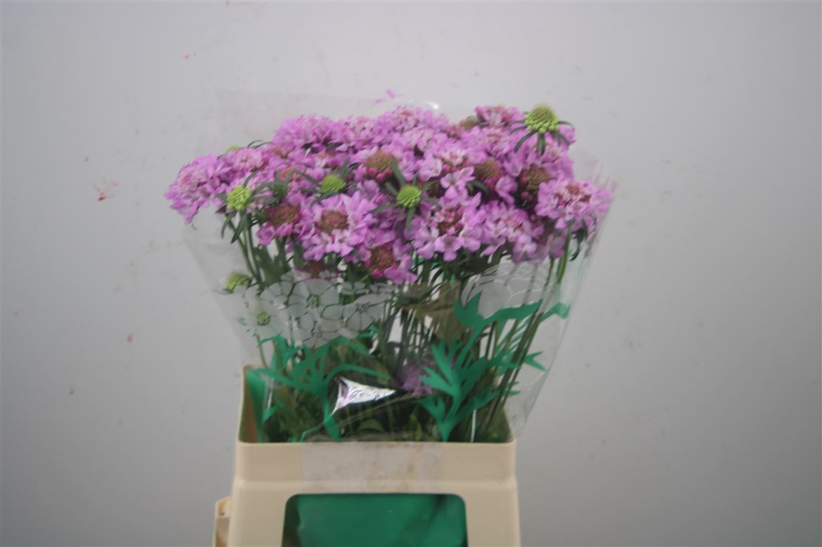 Scabiosa Focal Scoop Lilac 70cm