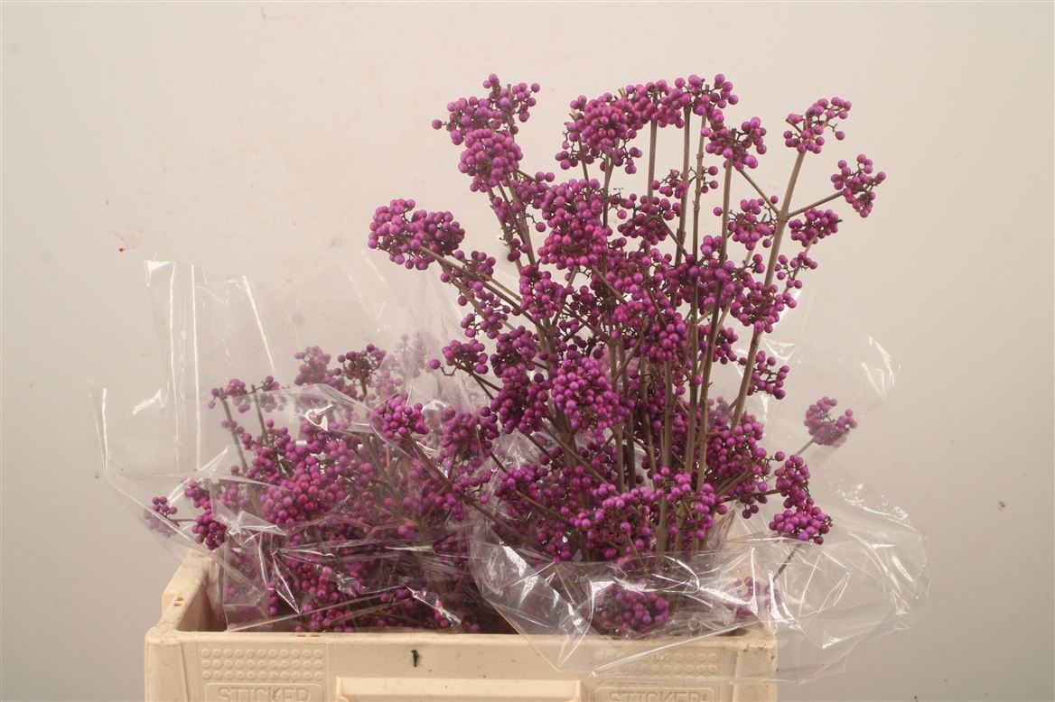Callicarpa Bodinieri Profusion 50cm