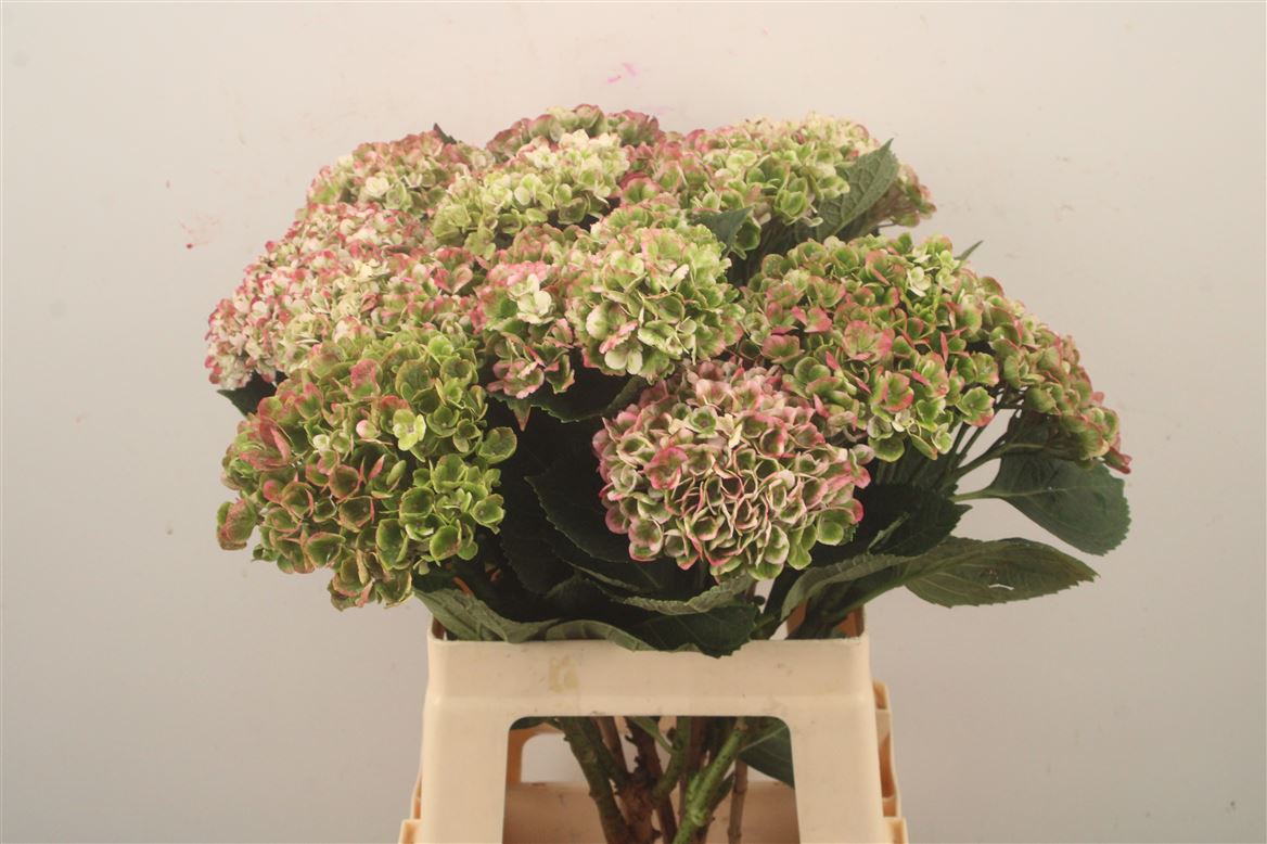 Hydrangea Revolution Pink 60cm 10-12cm Hd