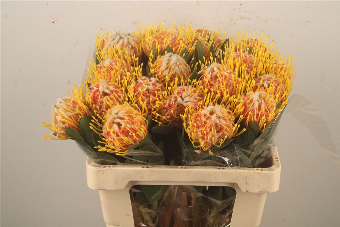 Leucospermum Veldfire 60cm