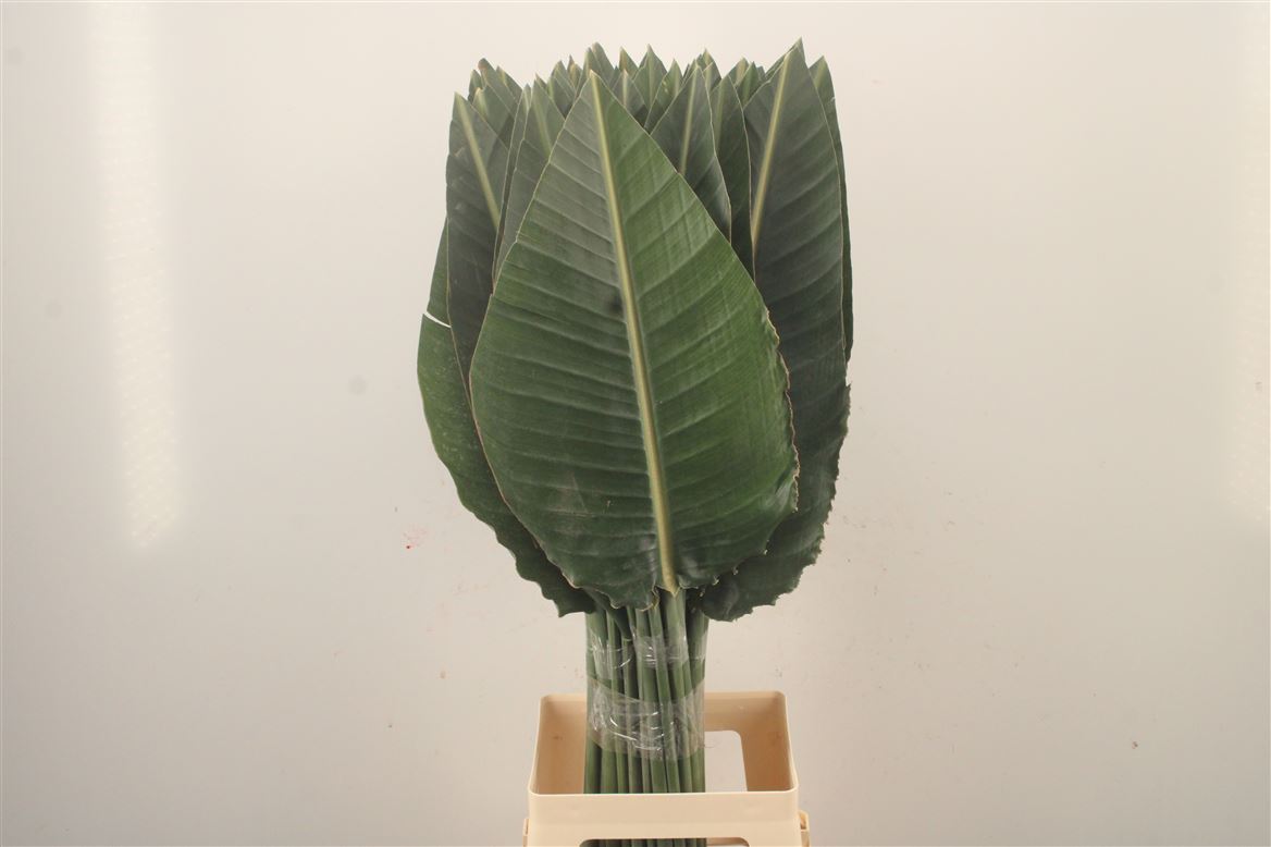 Strelitzia Reginae Leave 90cm