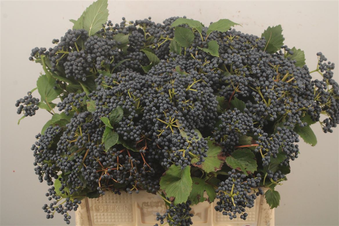 Viburnum Dark Blue Hermania 60cm 3-hd