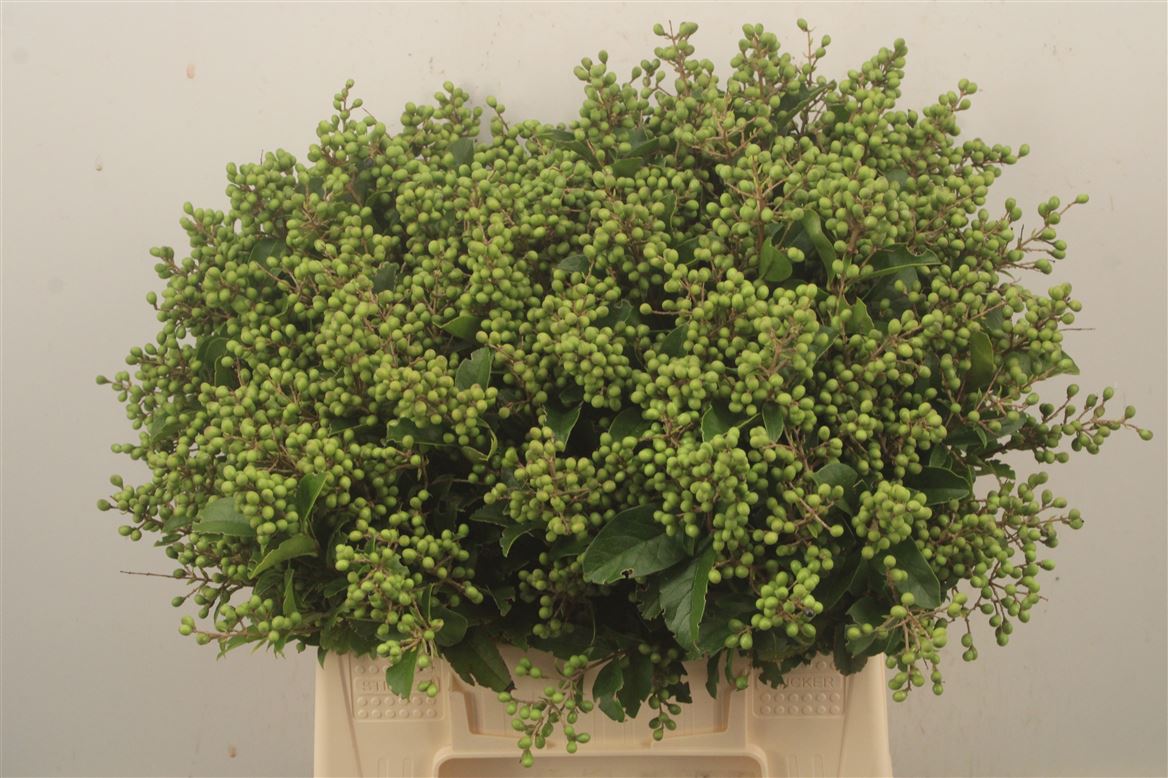 Ligustrum Ovalifolium Libelle 40cm