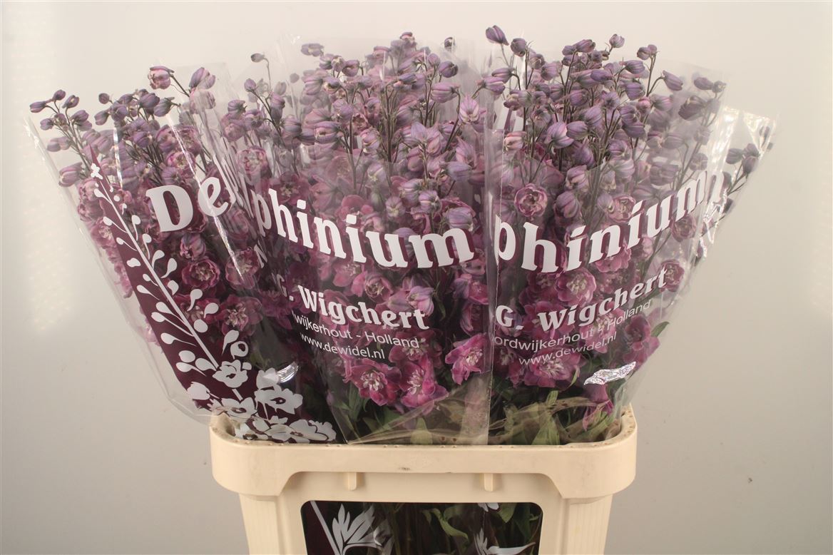 Delphinium Double Dewi Melody 90cm