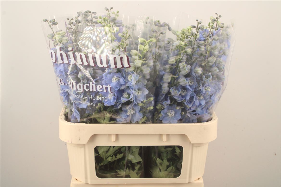 Delphinium Double Dewi Boy 80cm