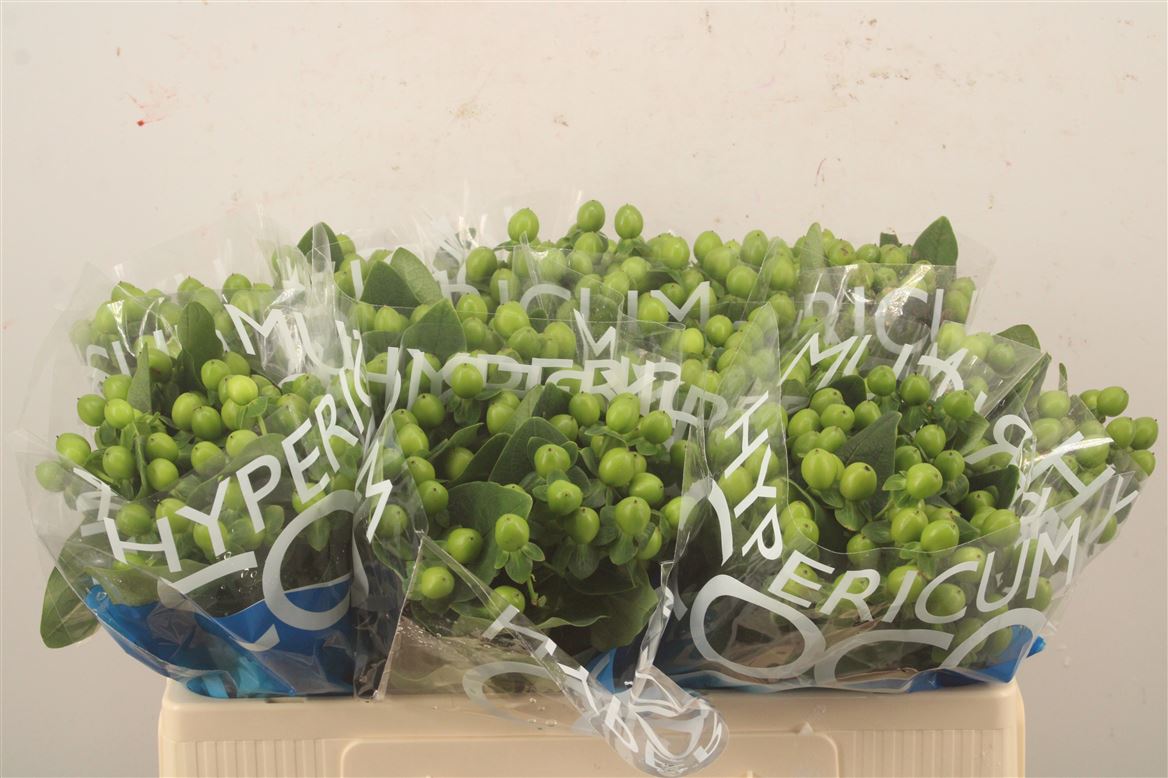 Hypericum Coco Bamboo 50cm