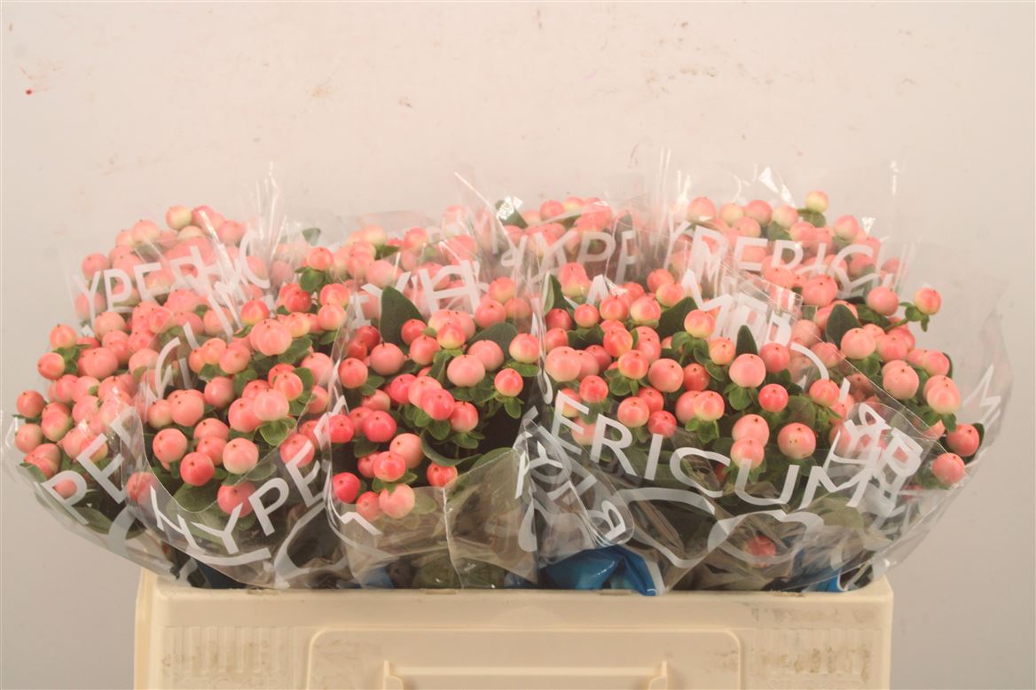 Hypericum Coco Tiamo 50cm