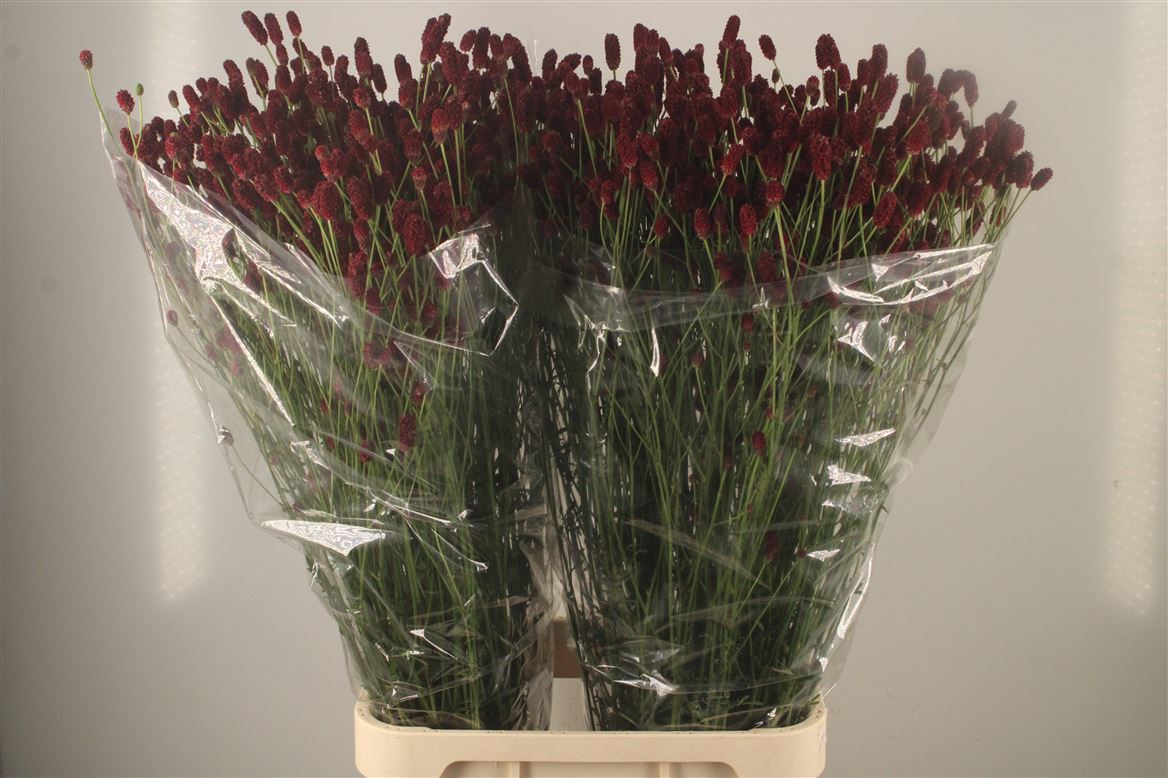 Sanguisorba Officinalis Scarlet Star 100cm