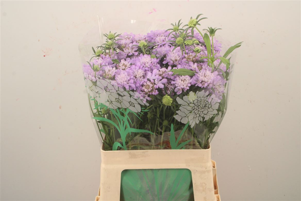 Scabiosa Dark Lavender Bon Bon Scoop 65cm