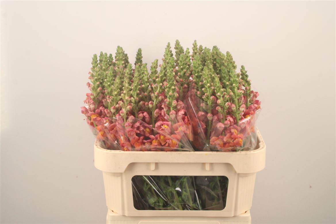 Antirrhinum Potomac Dark Orange 75cm