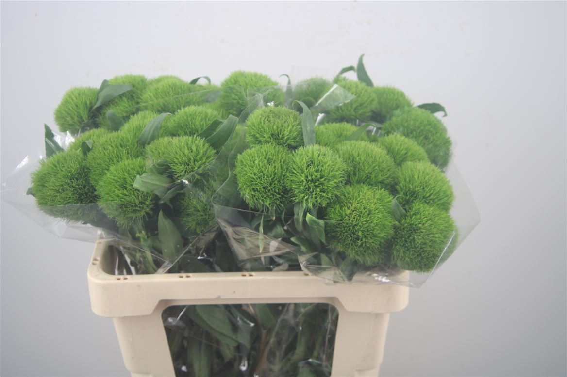Dianthus Barb Kiwi Mellow 50cm