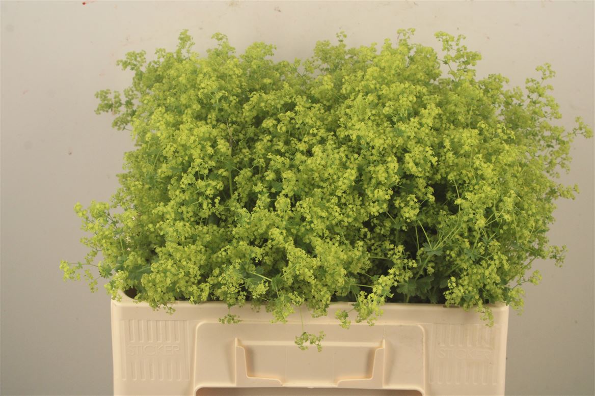 Alchemilla Mollis Robustica 55cm