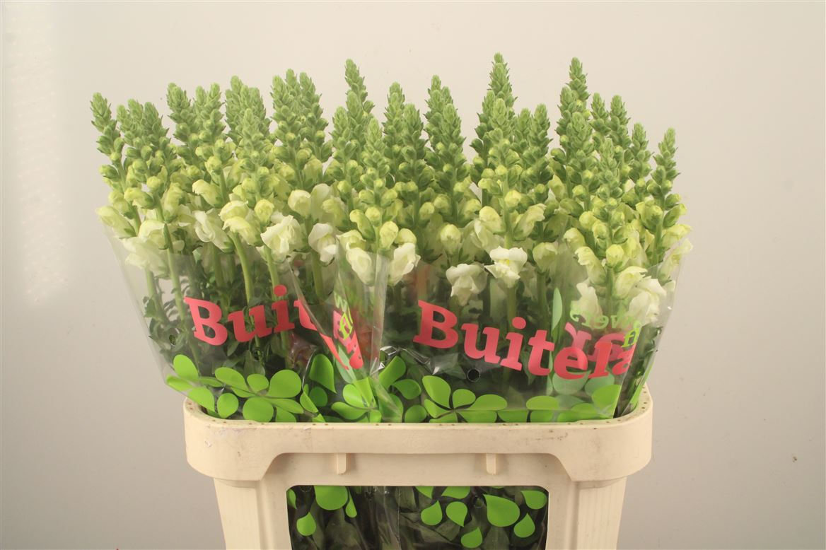 Antirrhinum Potomac Ivory White 80cm