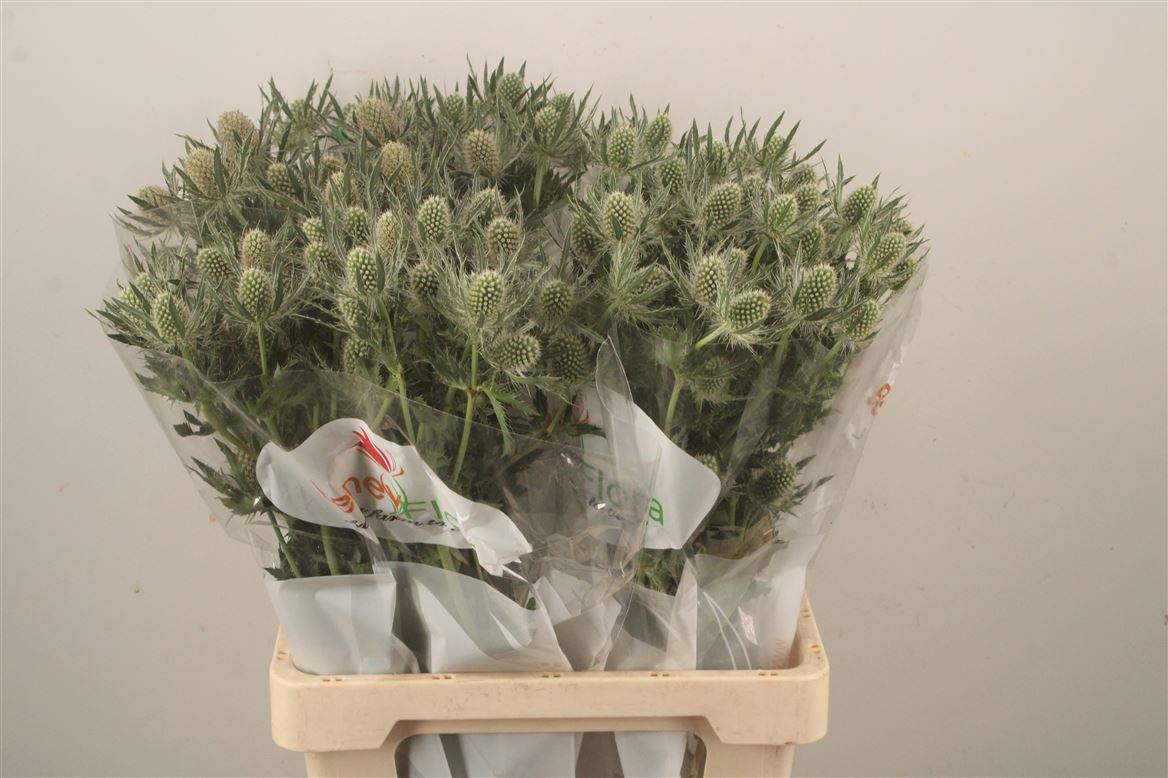 Eryngium Magical White Lagoon 70cm