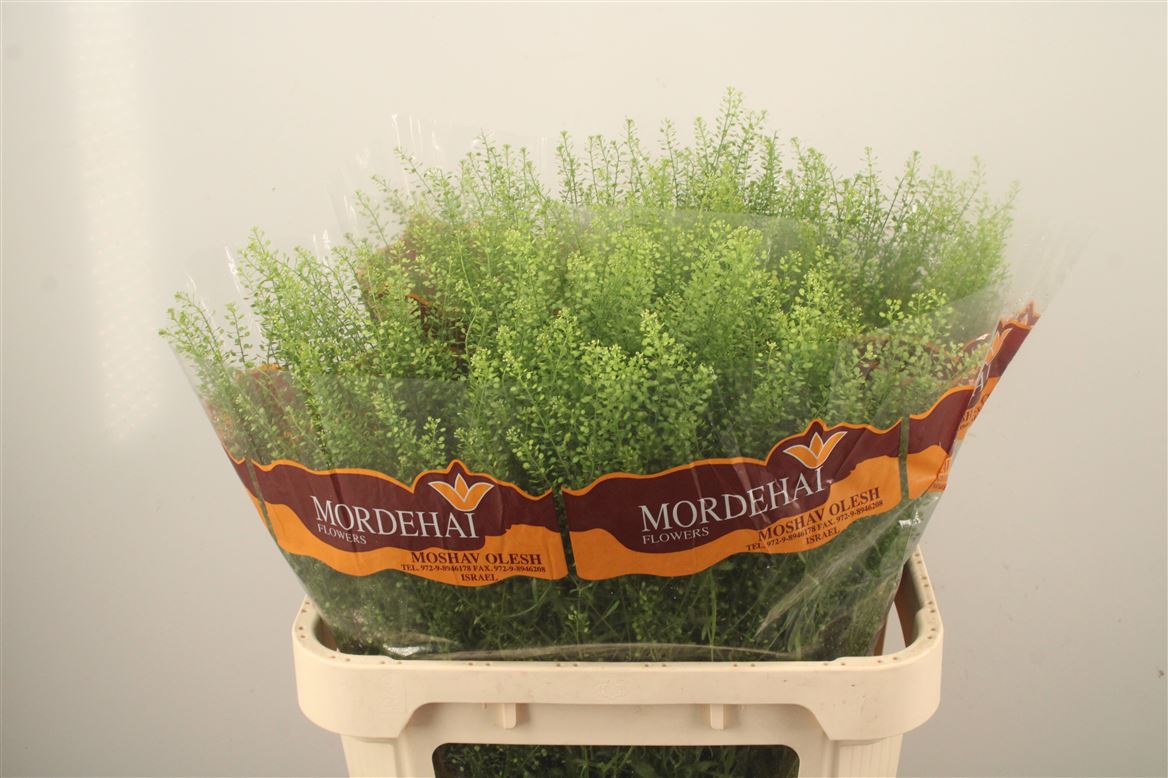 Lepidium Ruderale Green Bell 80cm 20gr.