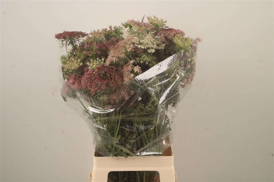 Daucus Carota Dara 75cm