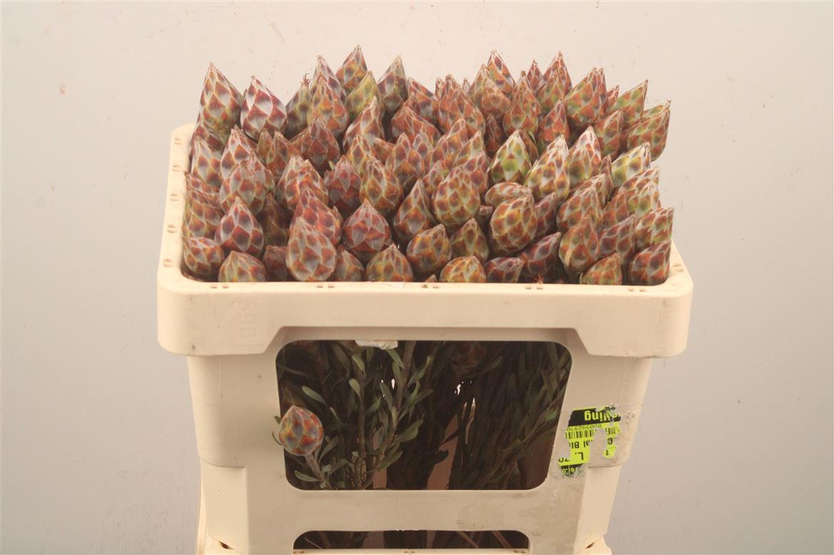 Leucadendron Rubrum 50cm