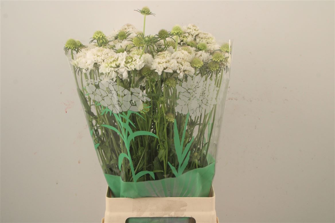 Scabiosa Focal Scoop White Improved 75cm