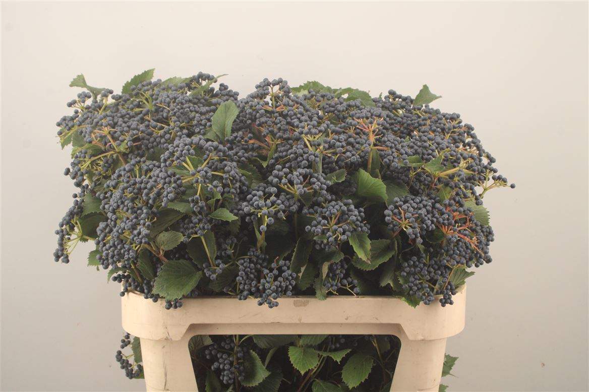 Viburnum Dark Blue Hermania 80cm 5-hd