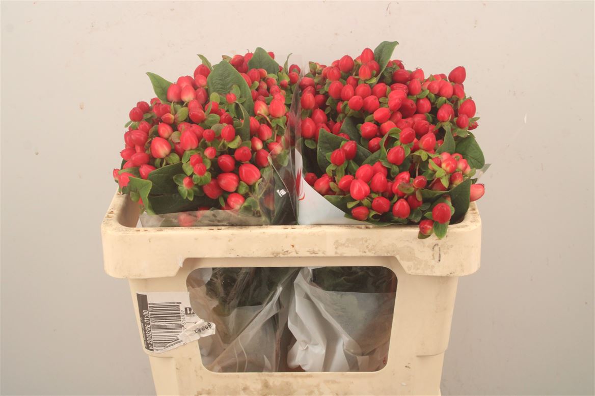 Hypericum Magical Triumph 50cm