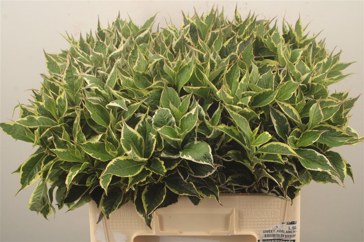 Weigela Florida Nana Variegata 60cm