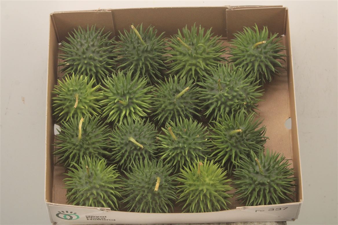 Cucumis Hirsutus 7cm