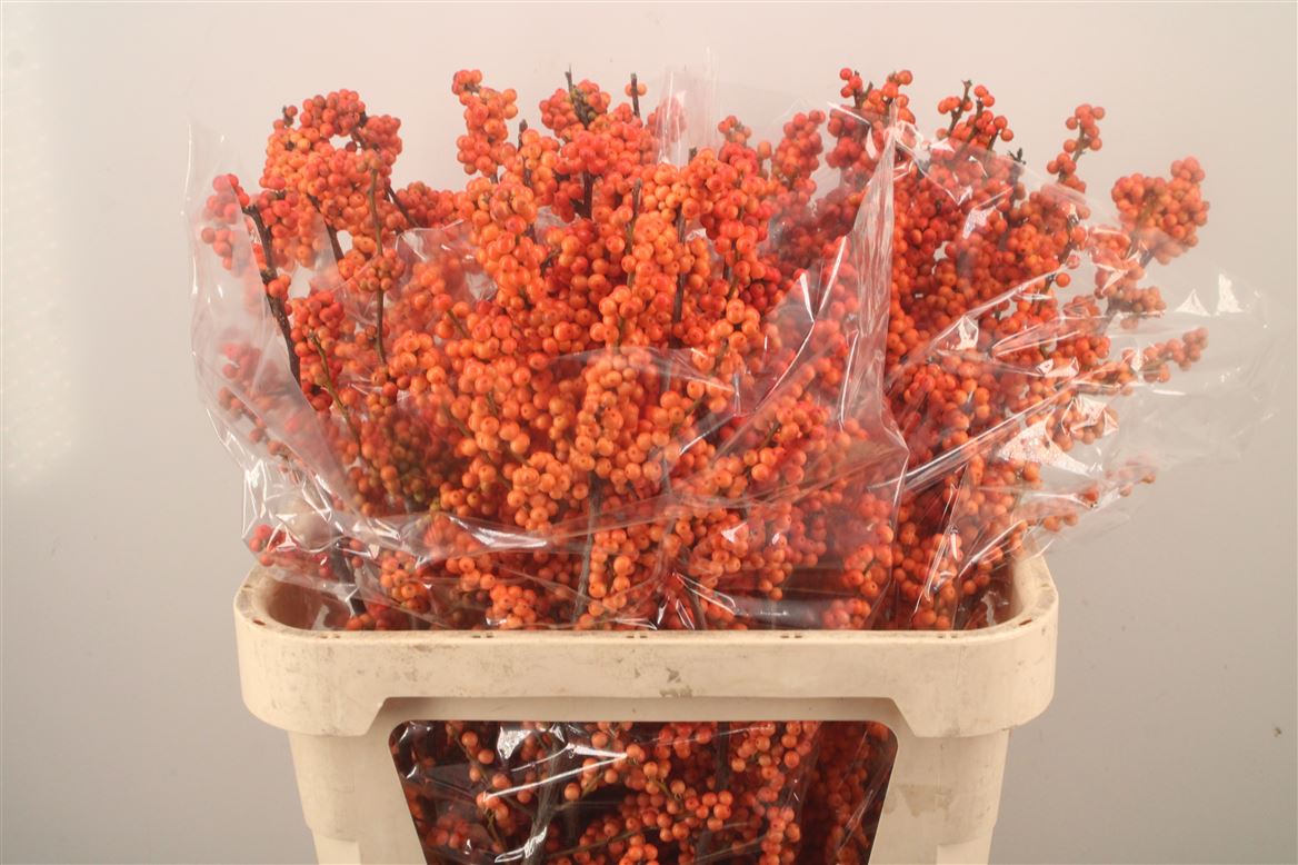 Ilex Verticillata Winter Gold 80cm