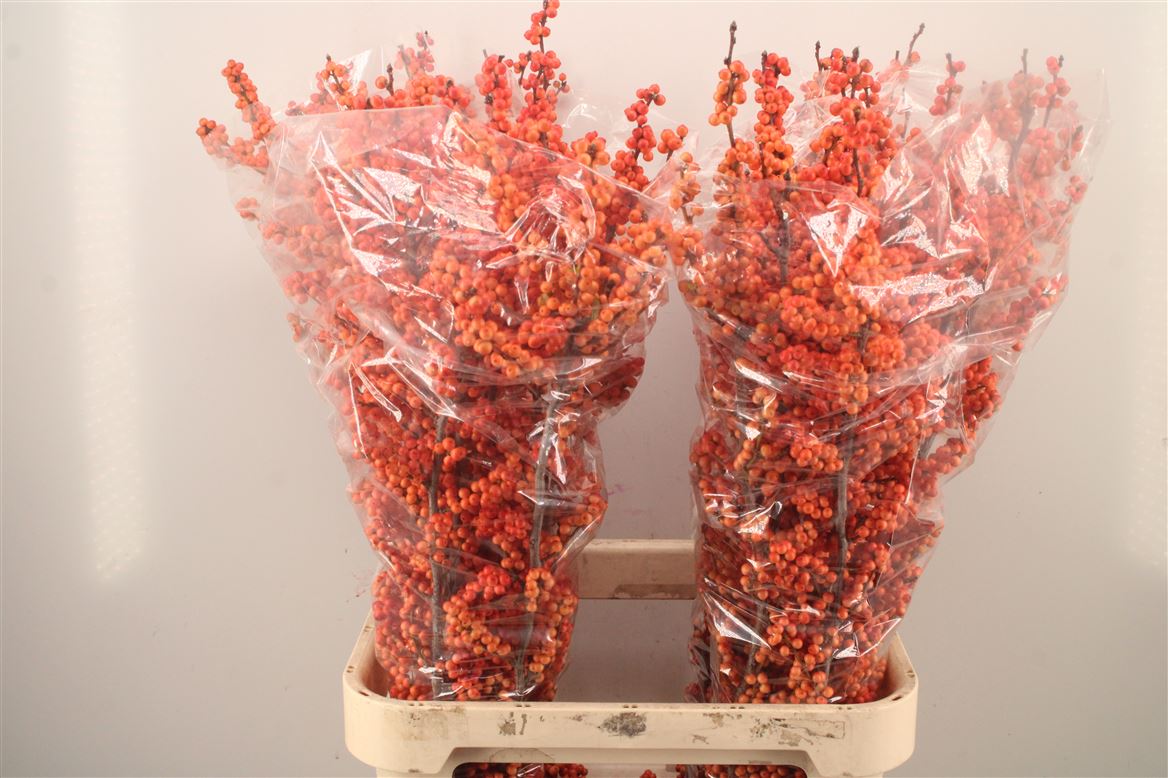 Ilex Verticillata Winter Gold 100cm