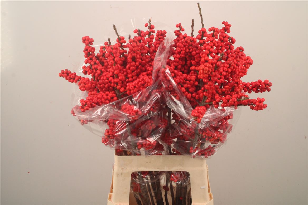 Ilex Verticillata Brit Buys 70cm