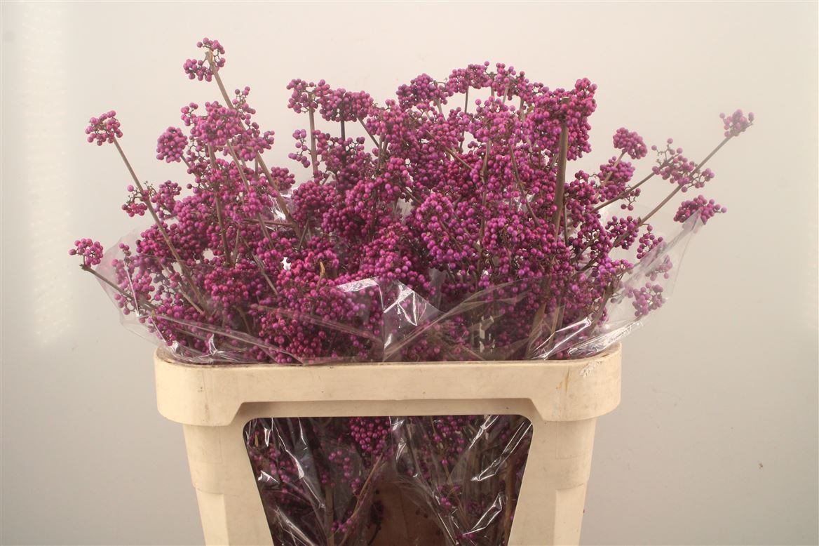 Callicarpa Bodinieri Profusion 80cm