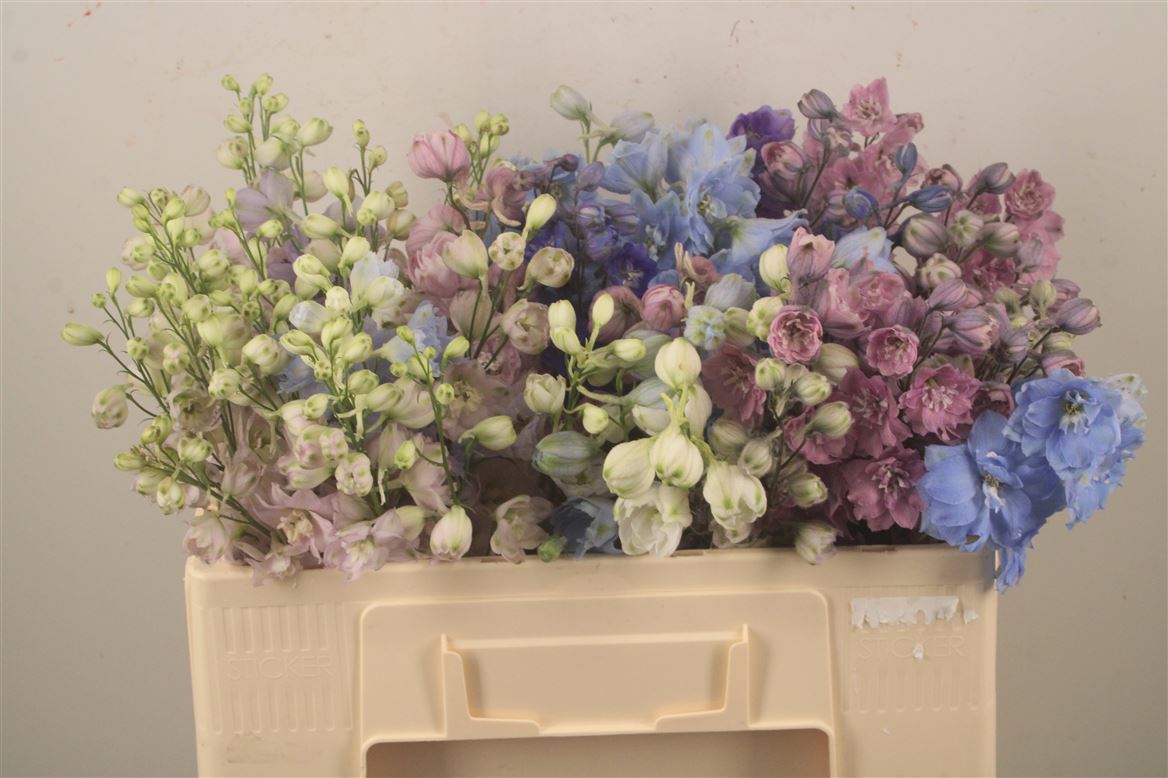 Delphinium Double Mix 50cm