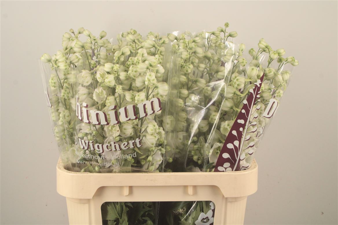 Delphinium Double Dewi Siberia 80cm