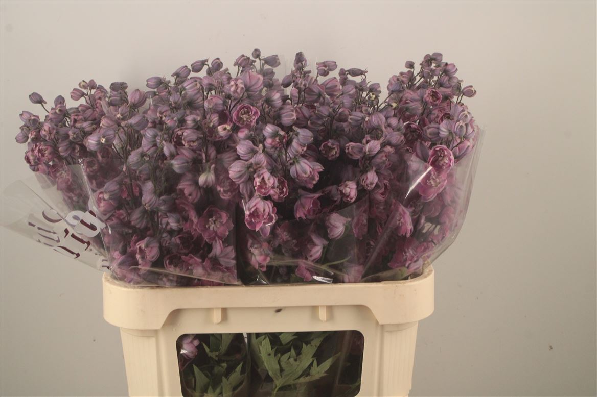 Delphinium Double Dewi Melody 80cm