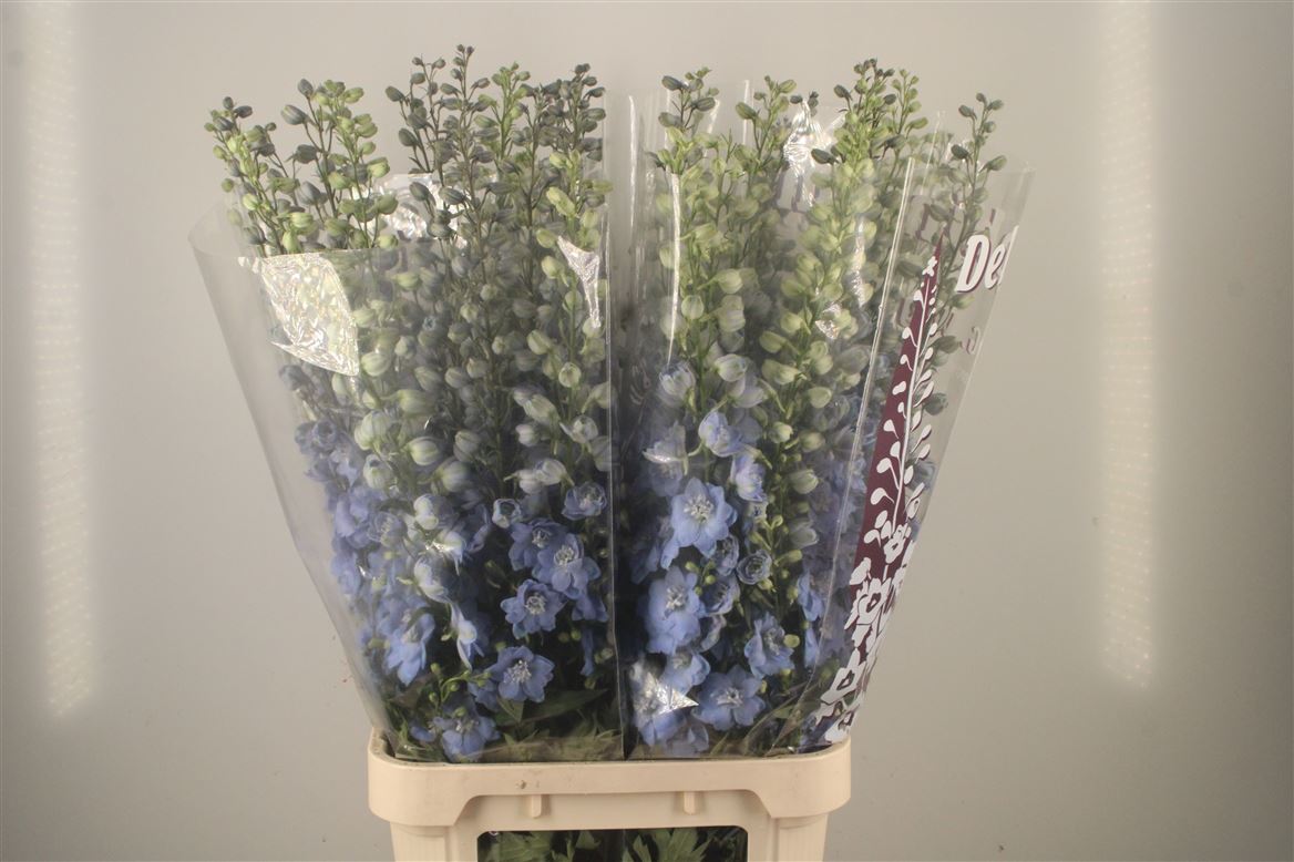 Delphinium Double Dewi Boy 110cm
