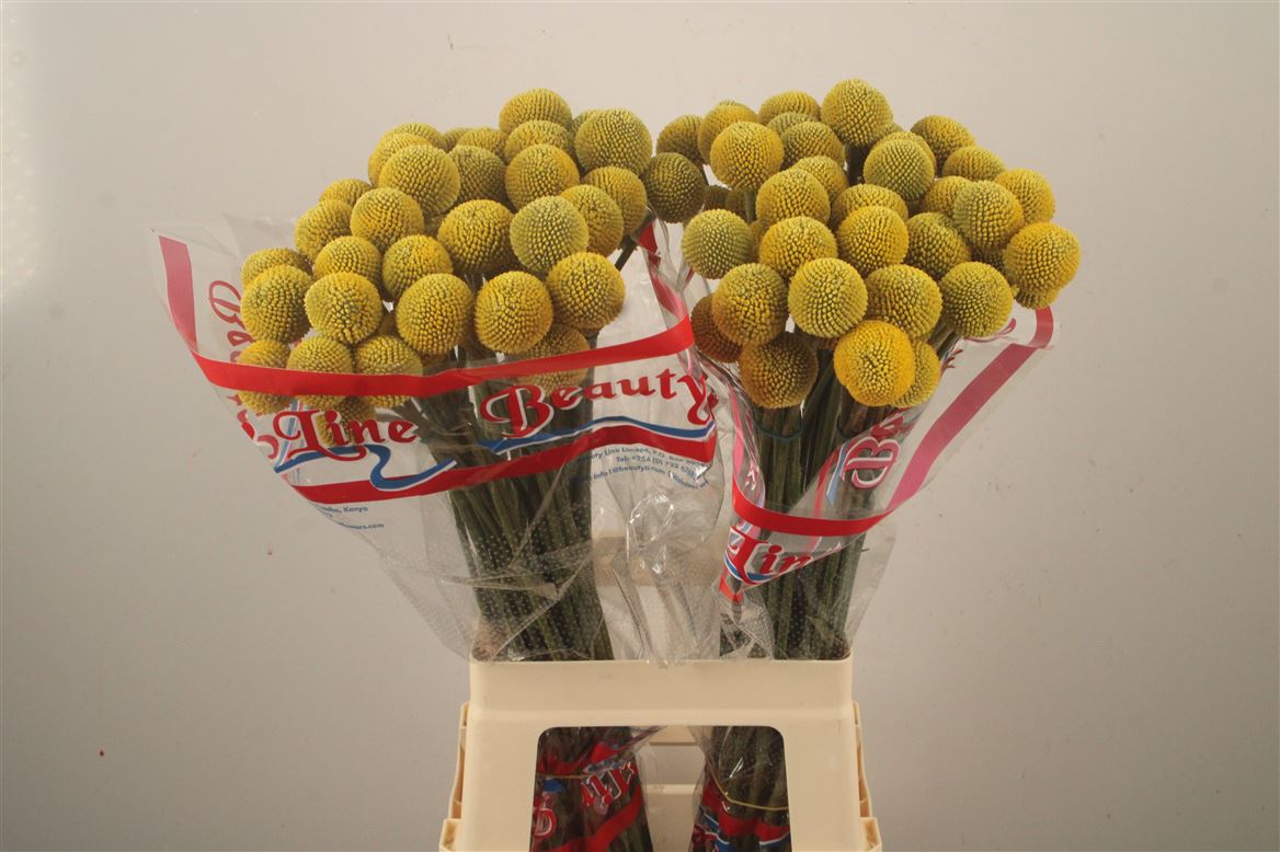 Craspedia Paintball Pop 65cm