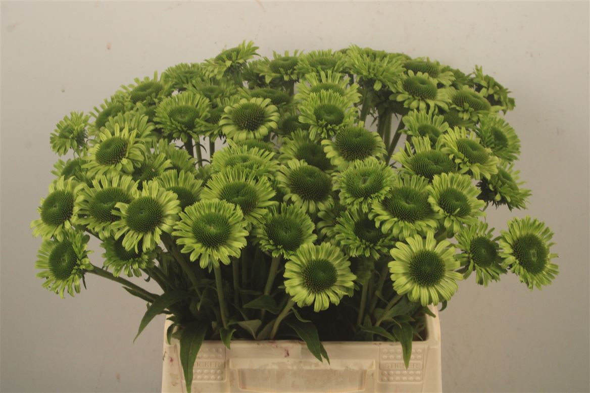 Echinacea Green Jewel 45cm