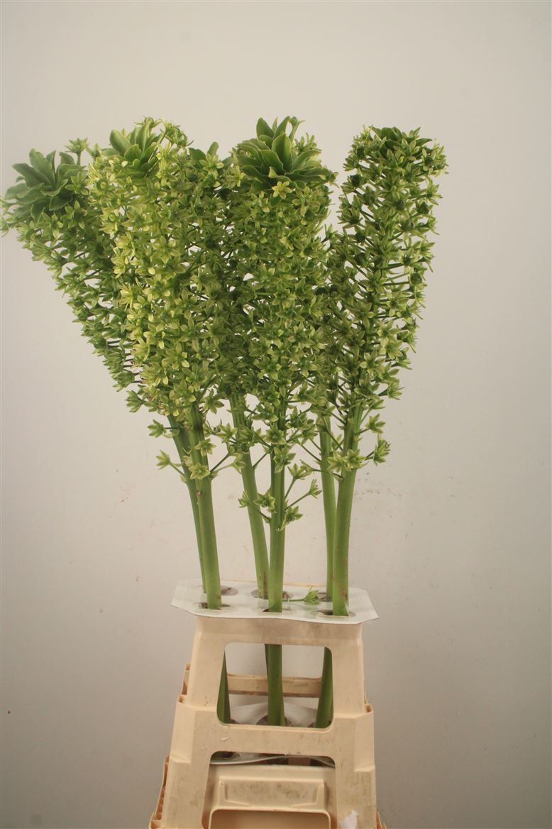 Eucomis Pole-Evansii Goliath 100cm